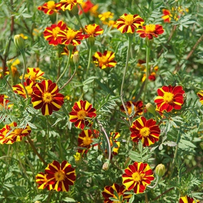 Picture of Marigold French - Jolly Jester